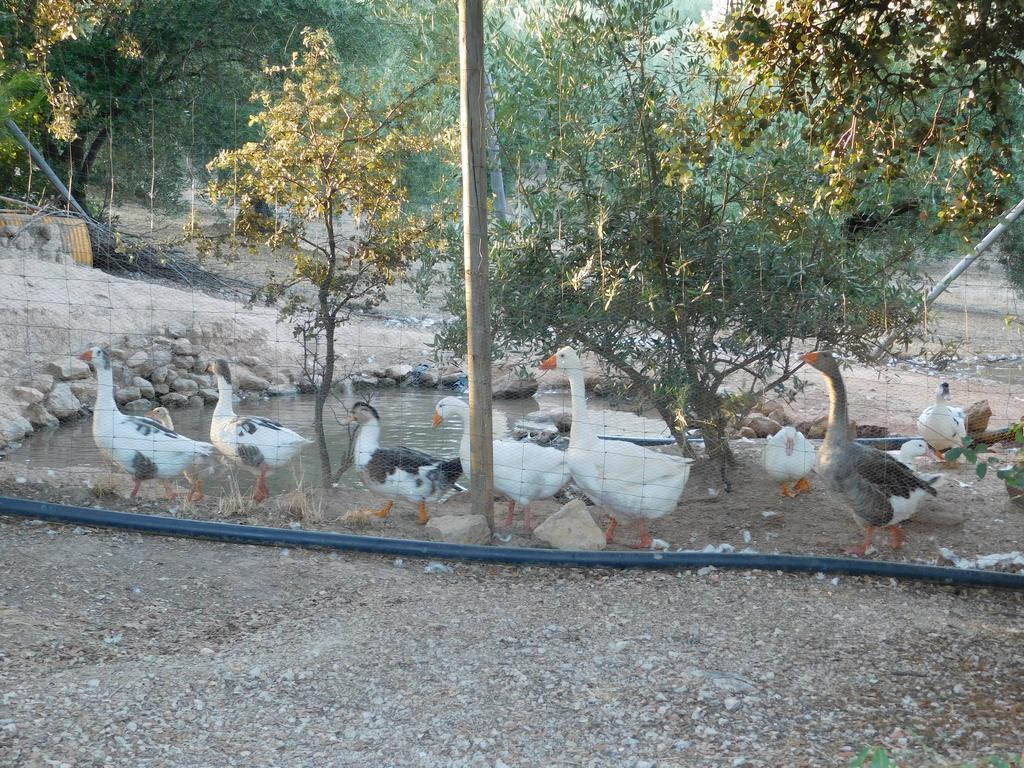 Casas Rurales La Loma Del Carrascal Hornos Dış mekan fotoğraf