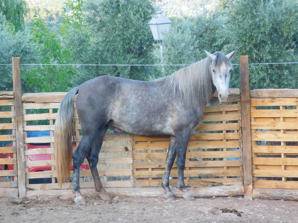 Casas Rurales La Loma Del Carrascal Hornos Dış mekan fotoğraf