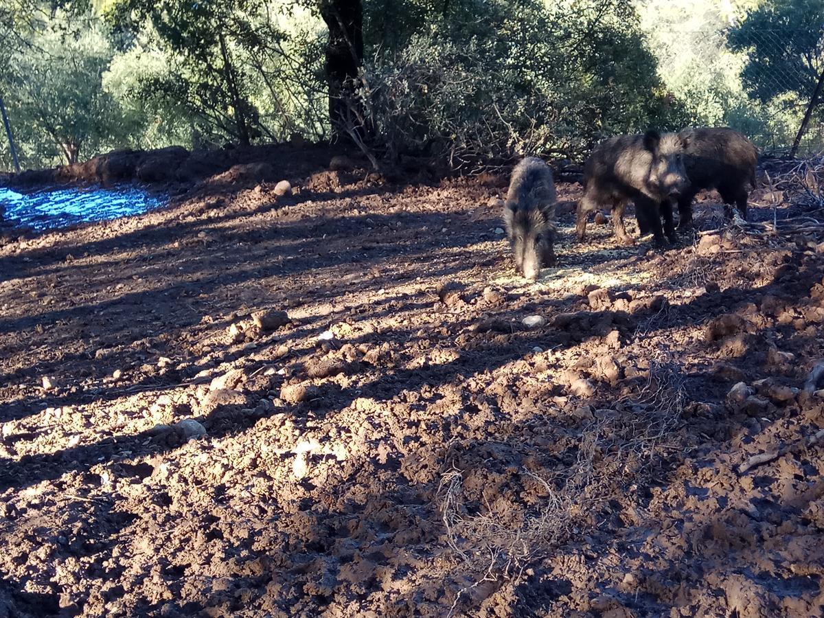 Casas Rurales La Loma Del Carrascal Hornos Dış mekan fotoğraf